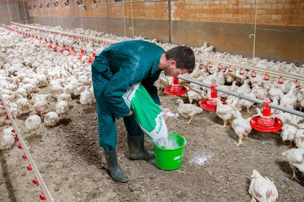$85k Farm Assistant Job in New Zealand – Poultry & Egg Production